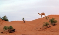 Erg Lihoudi, Sahara, Morocco