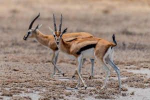 Serengeti, Antelopes