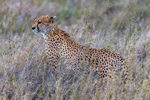 Serengeti, Felines