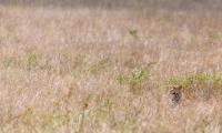 Serengeti, Tanzania