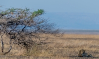 2018-Serengeti-386