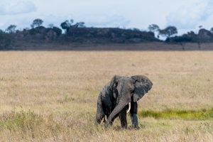 Serengeti, Large Mammals